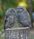Experience these amazing birds �up close� at the Cascades Raptor Center.