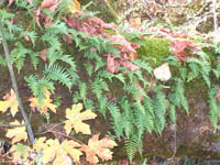 Leaves and ferns in riparian zone.